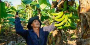 CON LÁGRIMAS EN LOS OJOS: AGRICULTORES DE SUCUMBÍOS CELEBRAN QUE SU PLÁTANO LLEGARÁ A EUROPA Y ESTADOS UNIDOS