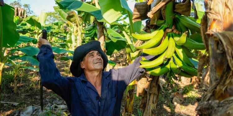 CON LÁGRIMAS EN LOS OJOS: AGRICULTORES DE SUCUMBÍOS CELEBRAN QUE SU PLÁTANO LLEGARÁ A EUROPA Y ESTADOS UNIDOS