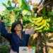 CON LÁGRIMAS EN LOS OJOS: AGRICULTORES DE SUCUMBÍOS CELEBRAN QUE SU PLÁTANO LLEGARÁ A EUROPA Y ESTADOS UNIDOS